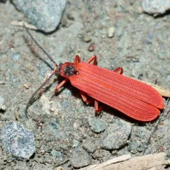 Red Net-winged Beetle thumbnail 4