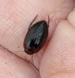 Agabetes acuductus thumbnail 3