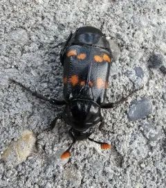 Yellow-bellied Burying Beetle thumbnail 3
