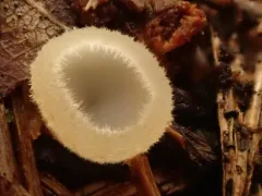 Leucoscypha leucotricha thumbnail 2