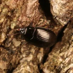Platydema excavata thumbnail 3