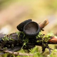 ebony cup thumbnail 2
