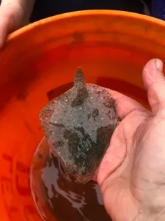 Windowpane Flounder thumbnail 1