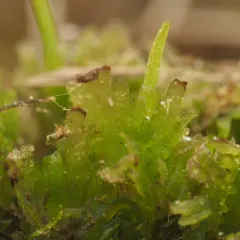 Anthoceros fusiformis thumbnail 4