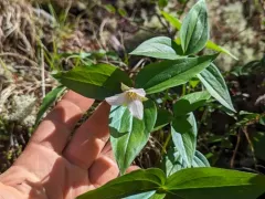 Hibberson's trillium thumbnail 4