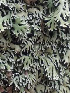 Black-foam Lichen thumbnail 4