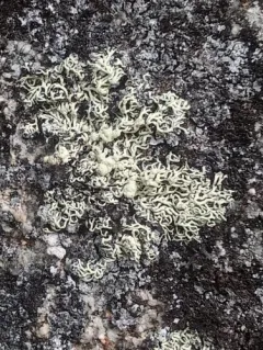 Finger Ring Lichen thumbnail 4