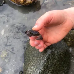Asian Shore Crab thumbnail 3