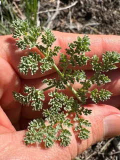 Rone's Desert-Parsley thumbnail 2