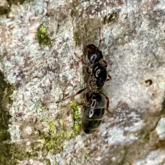 Western Velvety Tree Ant thumbnail 4