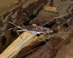 Gerris argenticollis thumbnail 2
