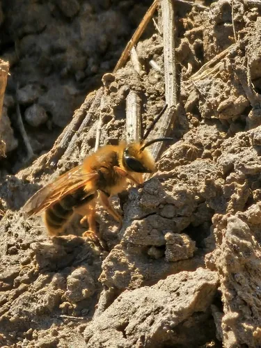 Willow Flower Miner Bee