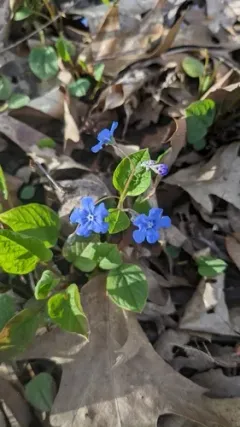 Blue-eyed-Mary thumbnail 2