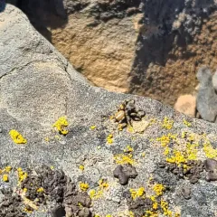 Habronattus amicus thumbnail 3