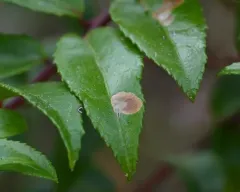 Cameraria nemoris thumbnail 4