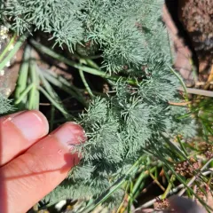 Hoover's Desert-Parsley thumbnail 3