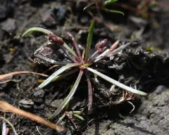 Coastal Plantain thumbnail 4