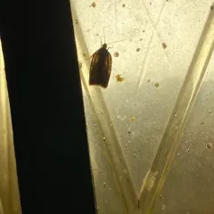 Acleris stadiana thumbnail 4