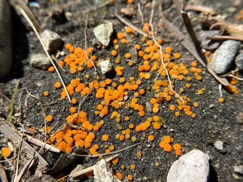 Byssonectria deformis