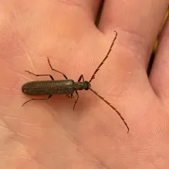 Angled False Blister Beetle thumbnail 2