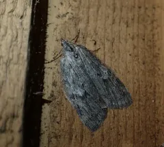 Hydriomena manzanita thumbnail 3