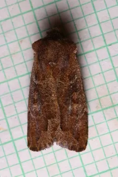 Garman's Quaker thumbnail 3