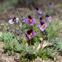 Beckwith's Violet thumbnail 3
