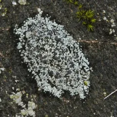 Varying Rim Lichen thumbnail 3
