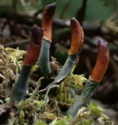 many-fruited pelt lichen thumbnail 4