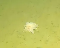 Ptychodactis patula thumbnail 2