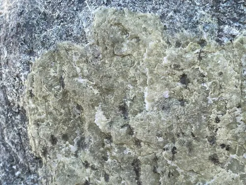 Wahlenbergiella mucosa