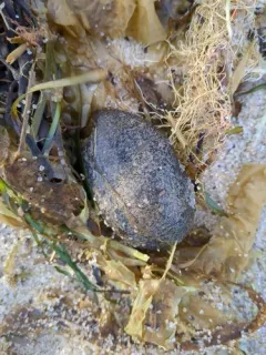 Hard-fingered Sea Cucumber thumbnail 2