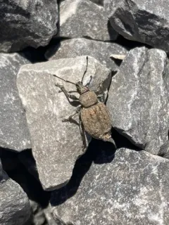 Alfalfa Snout Beetle thumbnail 4