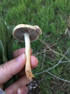 Leratiomyces riparius thumbnail 2