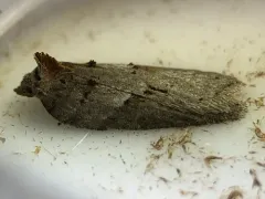 Acleris busckana thumbnail 3