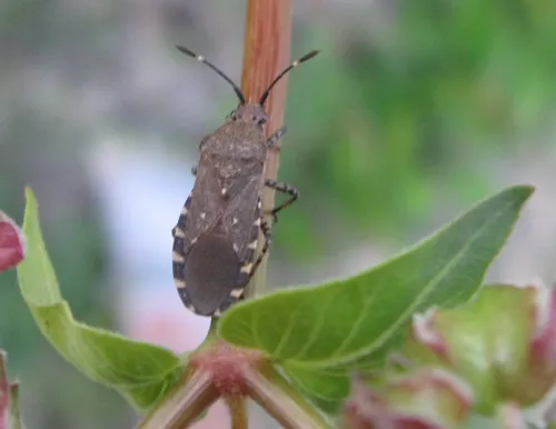 Catorhintha mendica