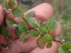 Diels' Cotoneaster thumbnail 1