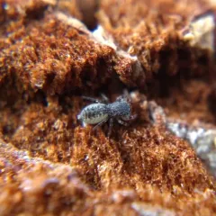 Admestina wheeleri thumbnail 1