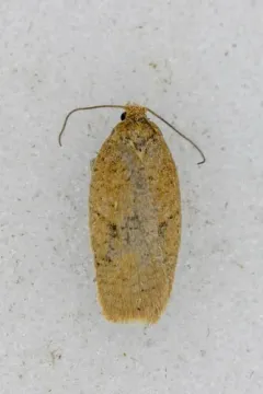 Acleris kearfottana thumbnail 3