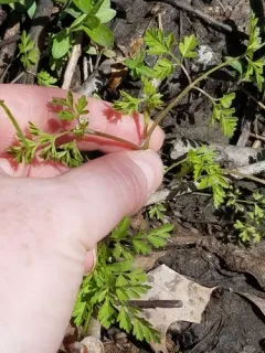 spreading chervil thumbnail 4