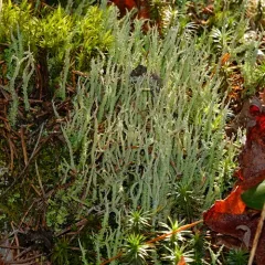 Mealy Forked Cladonia thumbnail 2