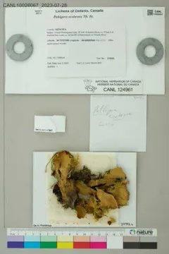 greater toad pelt lichen thumbnail 2