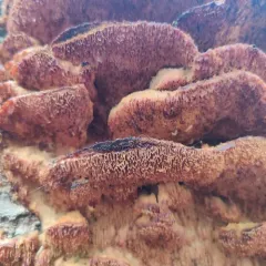 Deer-colored Trametes thumbnail 2