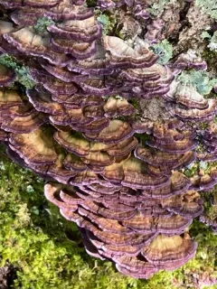 violet-toothed polypore thumbnail 4