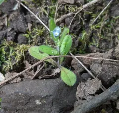 Early Forget-me-not thumbnail 4