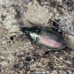 Woodland Ground Beetle thumbnail 4