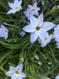 Spring starflower thumbnail 3