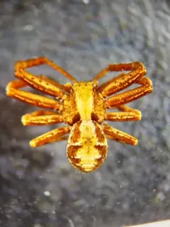 Spiracme triangulosa thumbnail 2