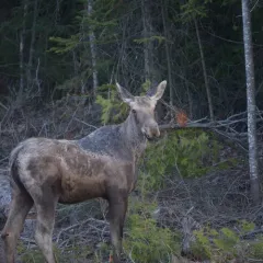 Moose thumbnail 3