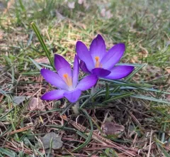 spring crocus thumbnail 2